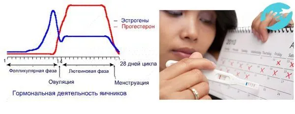 у які дні можна завагітніти після місячних