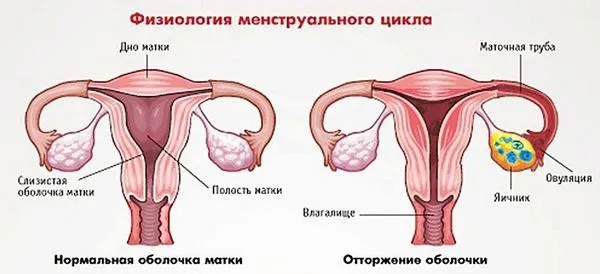 менструального циклу