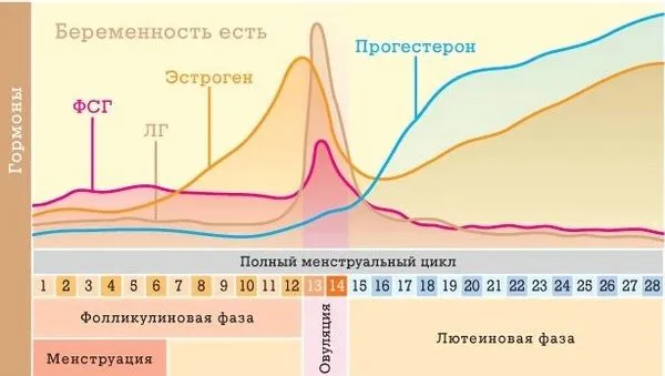 менструального циклу