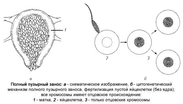 менструації