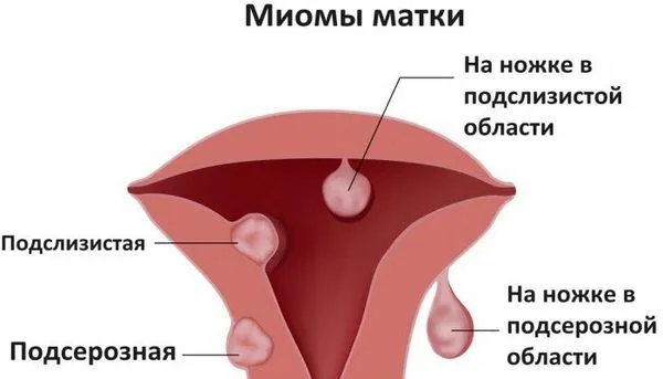 менструальний цикл