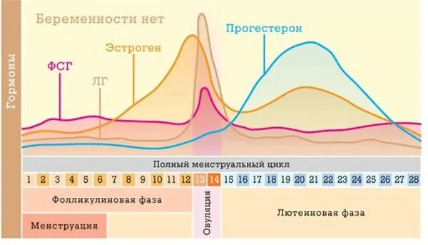 місячні