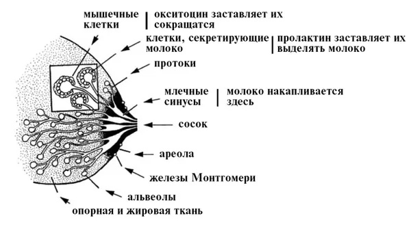 Молозиво перед місячними (менструального циклу) виділення з грудей під час місячних
