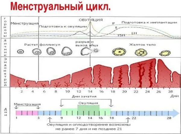 місячних