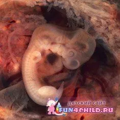 Вагітність і місячні (яйцеклітина) вагітність