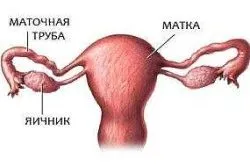 місячних