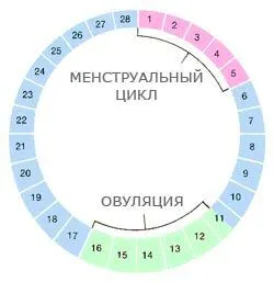 жінка