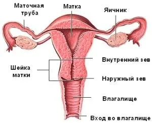 Розміри матки під час, до і після менструації (менструальний цикл) місячних