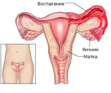 менструальним циклом