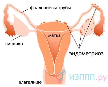менструальним циклом