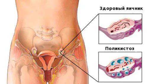 менструальний цикл