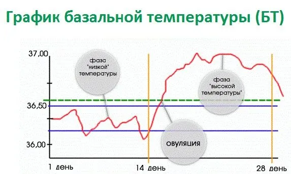 Скільки днів після місячних можна не оберігатися (менструальним циклом) місячних може