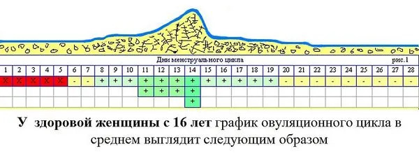 менструального циклу