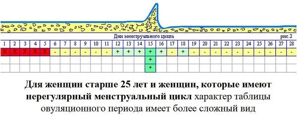 жіночий організм
