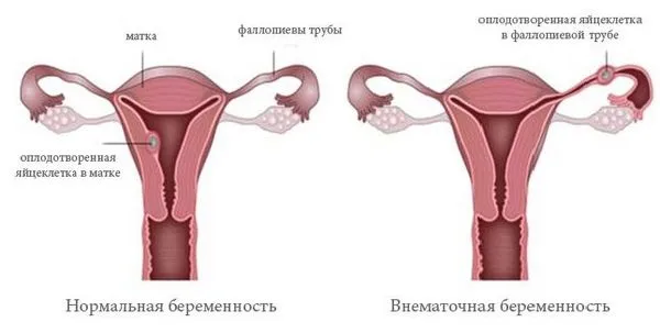 менструальний цикл