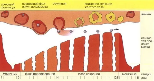 затримка місячних 15 днів