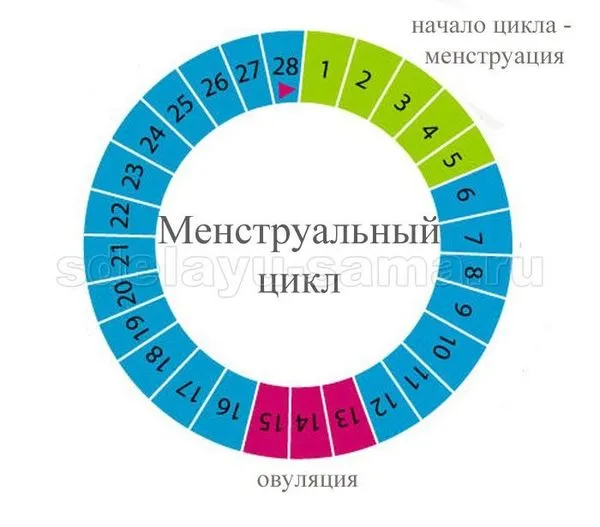 Скільки днів тривають місячні (менструації) менструальний цикл