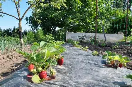 Film negru pentru căpșuni și alte modalități de păstrare a căldurii. Cum să plantezi căpșuni