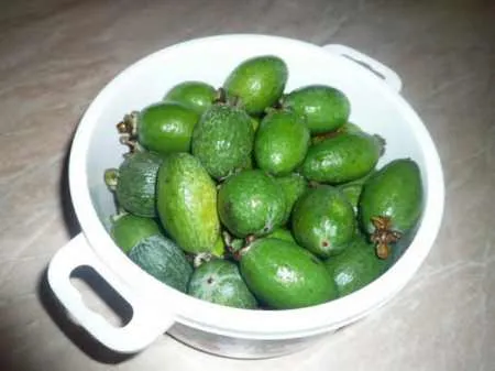 feijoa