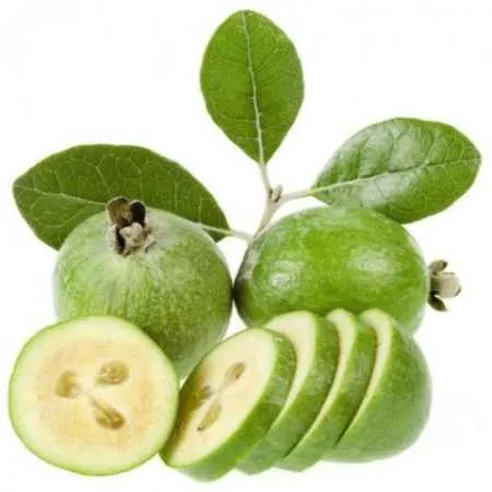 feijoa