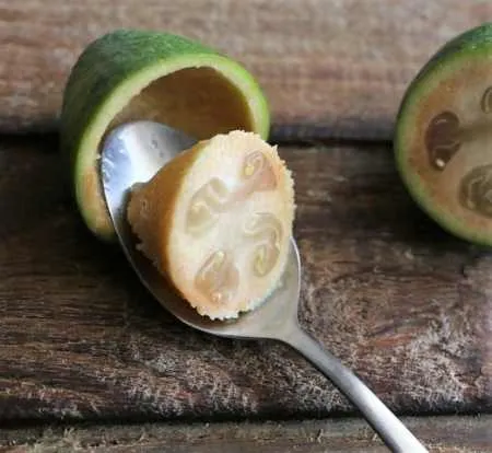 feijoa