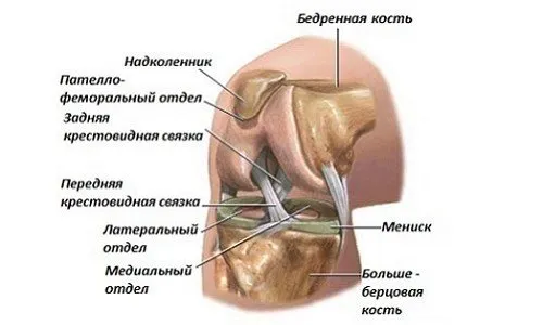 Артроскопия на колянна става операция и възстановяване