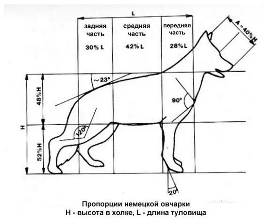 Стандарт на немска овчарка, размери ифото и видео пропорции