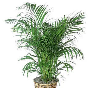 Chrysalidocarpus - грижи у дома за екзотичен представител на палмите Areca