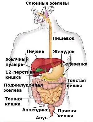 стомашно-чревния