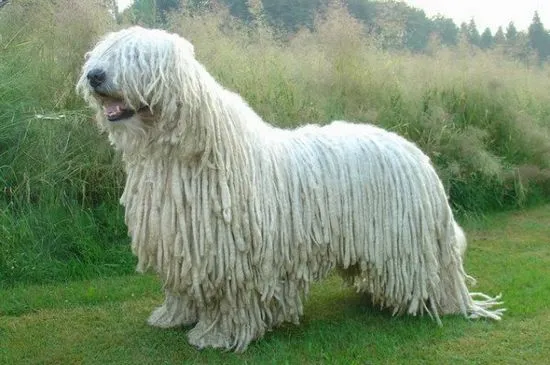 Komondor (унгарска овчарка) история, външен вид, характер и особености на породата (снимка)