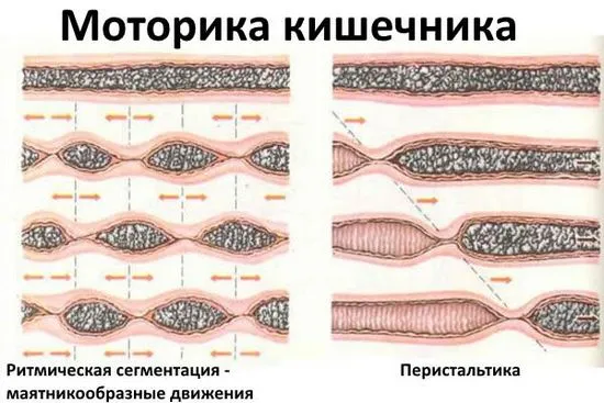 Какво представлява чревната перисталтика?