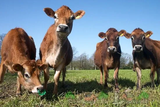 Prezentare generală a rasei de vaci Jersey, descrierea acestora, fotografii și videoclipuri