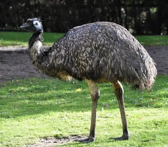 Struțul Emu este o pasăre sau un animal, unde trăiește și o fotografie cu cum arată