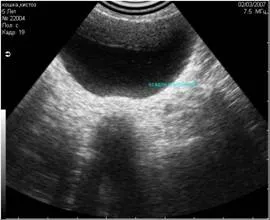 Uzi, diagnosztika, ultrahang, állatok, állatgyógyászat, állatorvosi ultrahang, műalkotás zaj