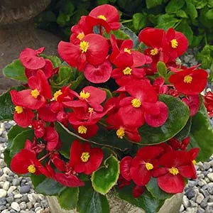 Грижа Begonia vechnotsvetuschey у дома