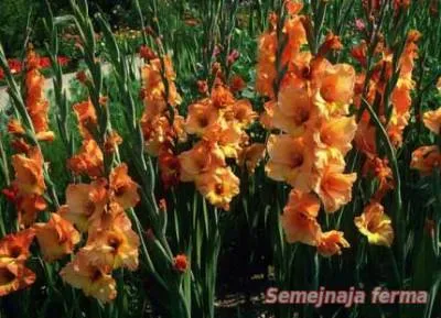 Îngrijire gladiole - gladiole - floare - o bibliotecă - o fermă de familie