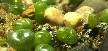 Грижа и отглеждане на Lithops (живи камъни) от семената у нас