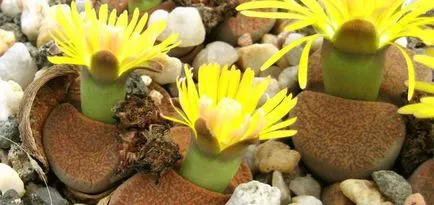 Грижа и отглеждане на Lithops (живи камъни) от семената у нас