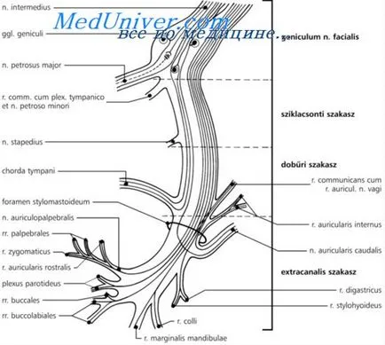 Opțiuni prosoparesis periferic (leziune a nervului facial) - tablou clinic, diagnostic