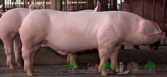 O prezentare generală a rasei de porci Landrace, descrierea acestora, fotografii și recenzii