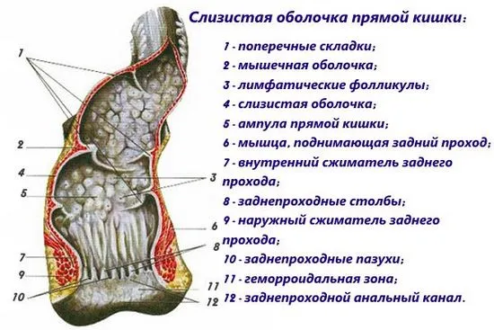 Защо боли ануса след изпразване