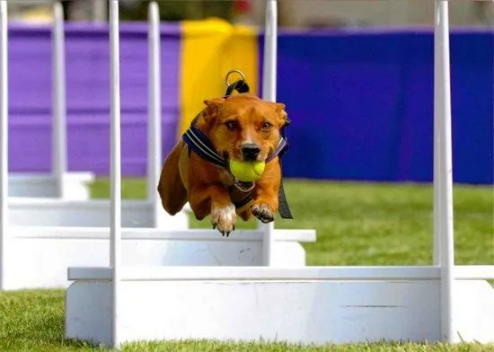 Flyball е вълнуваща игра за активни кучета