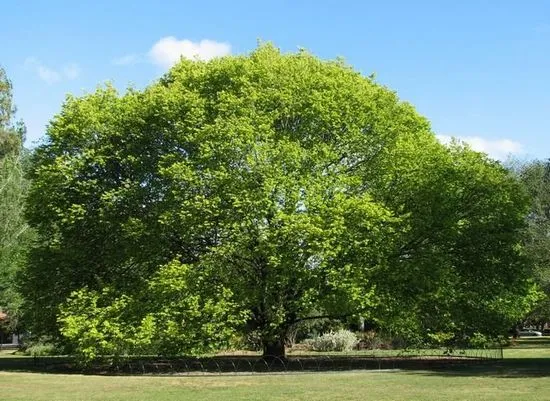 Pendula груб бряст, Camperdown и плачещ бряст. Описание и снимка на бряст