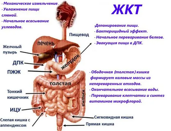 Човешкото тяло, какво е стомашно-чревния тракт