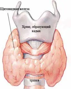 Косопад и щитовидна жлеза. Причини и лечение