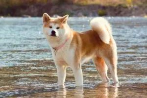 Akita Inu цена и снимка, кученца, описание на породата, характеристики, правила