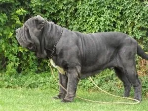 mastiff