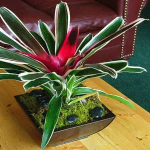 Грижа за Bromeliad у дома, осигуряваща непрекъснат цъфтеж (видео съвети)