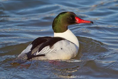 Descrierea rasei Duck Velikiy Krokhal, fotografie, voce