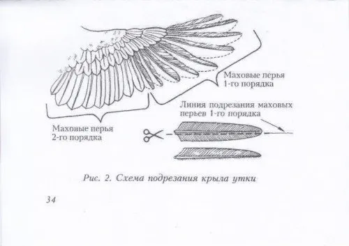 крилата